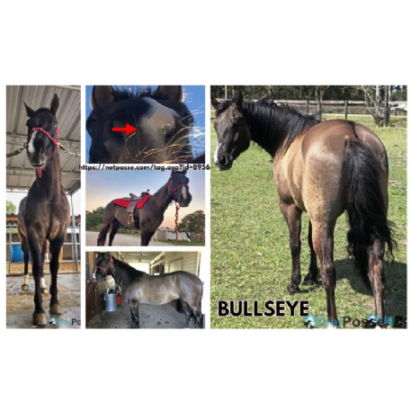 MISSING Horse - Bullseye