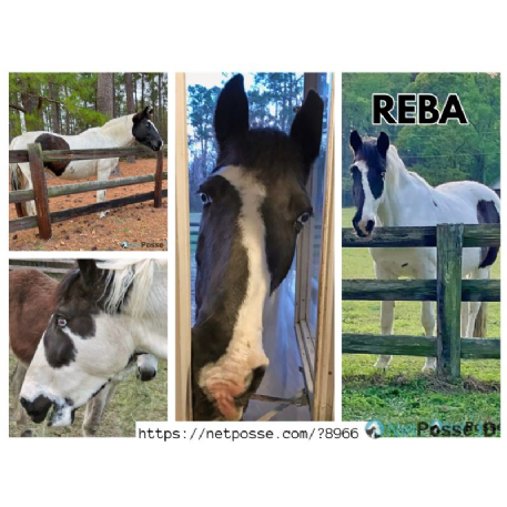 HORSE CRUELTY - Reba