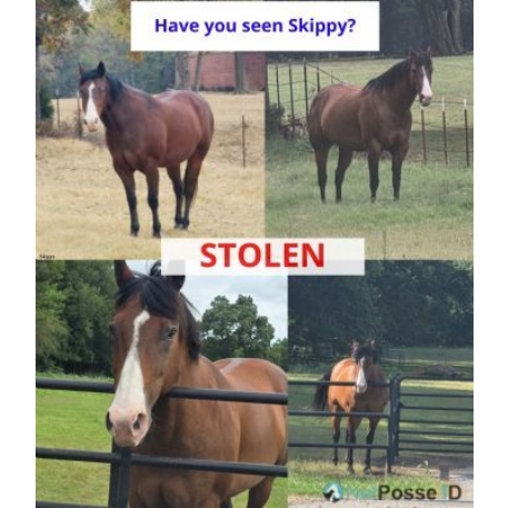 STOLEN Horse - Skippy 
