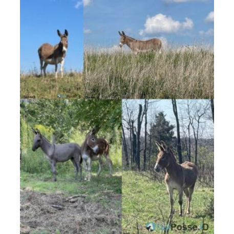 STOLEN Donkey - Hannah