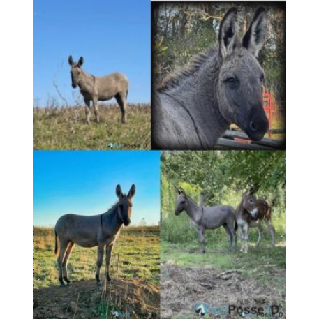 STOLEN Donkey - Peanut