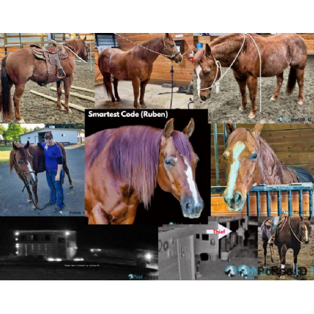 RECOVERED Horse - Smartest Code (Ruben)