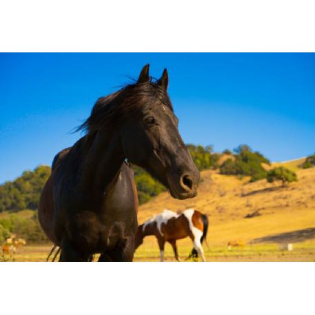 MISSING Horse - Test