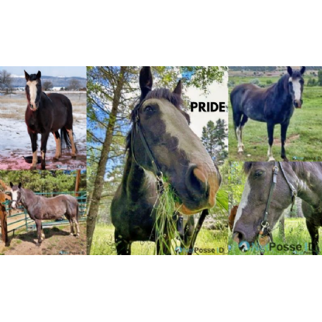 MISSING Horse - Pride