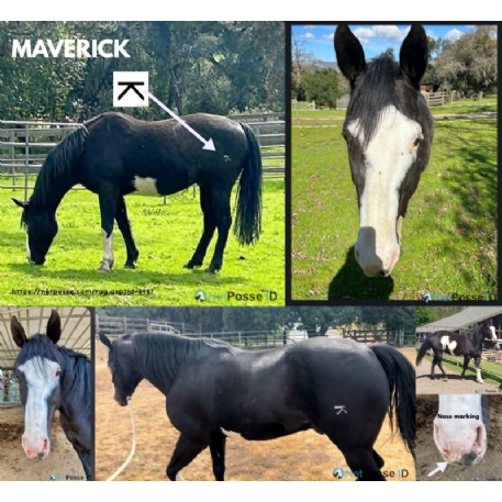 STOLEN Horse - Maverick