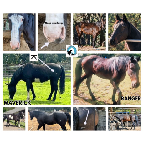 STOLEN Horse - Ranger