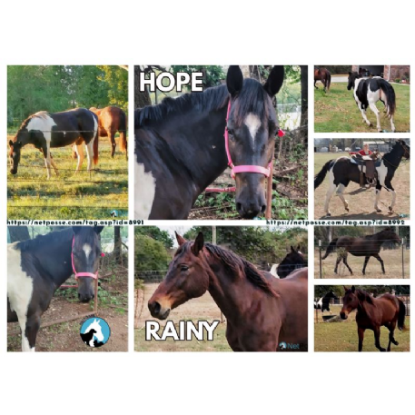STOLEN Horse - Rainy Remedy