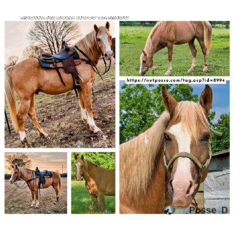 SEARCHING FOR Horse - Hollywood or Ringo