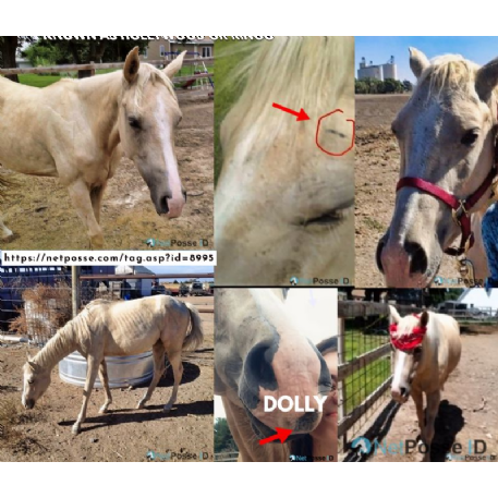 SEARCHING FOR Horse - Ts Dreams Come True 