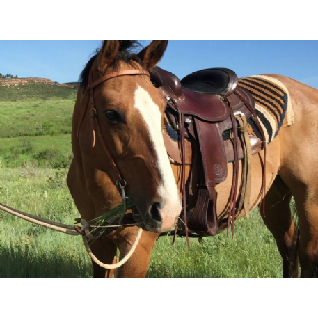 STOLEN Horse - Maggie 
