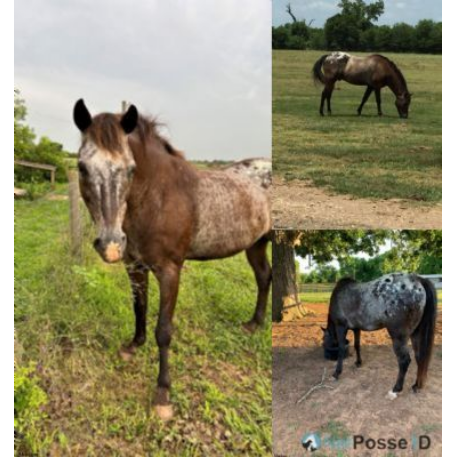 RECOVERED Horse - Shadow