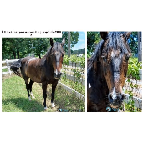 MISSING Horse - Angel-Morgan horse