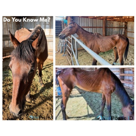 FOUND Standardbred Horse