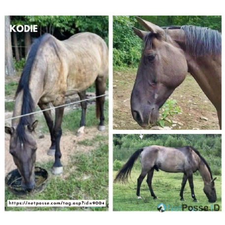 RECOVERED Horse - Kodie