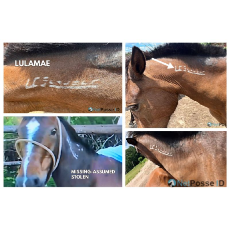 MISSING Horse - Lulamae