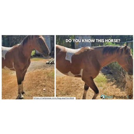 FOUND Paint Horse