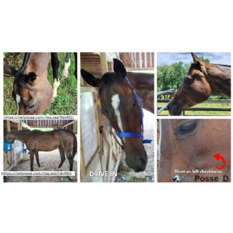 MISSING Horse - Drive In
