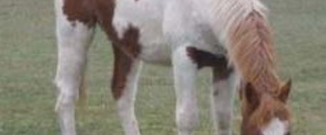 Do you know this Paint horse found in Oregon?