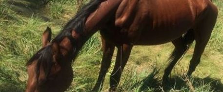 Lost / Escaped Bay Horse Found in Jackson, Nebraska