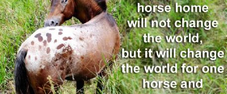 One horse will not change the world but...