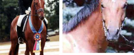 Stolen Illinois Horses Recovered in Florida Thanks to NetPosse Founder Debi Metcalfe