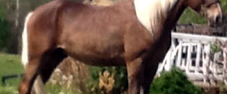 NEWS 6 Report: Whoa! Search is on for missing horse 