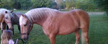 Have You Seen This Horse? Missouri Couple Begs for Clues