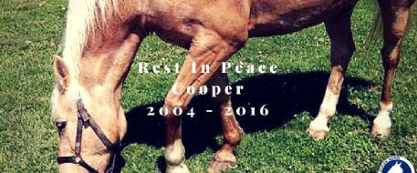 Update - Press Release Missing Therapy Horse Located NR004990