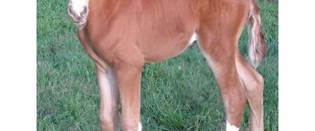 12-day-old baby horse stolen from Langley farm in Canada