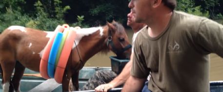 Horse saved in boat from flood water in Walker, Louisiana