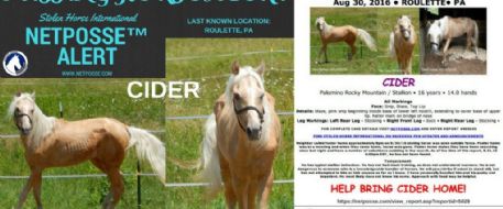 Press Release - Missing Equine - Cider - Roulette, PA