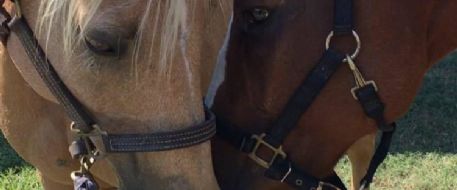 Stolen horses safetly returned home to Henry County