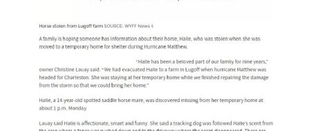 Horse being sheltered from Hurricane Matthew ends up stolen