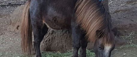 Mini horse falls victim to mountain lion in Malibu