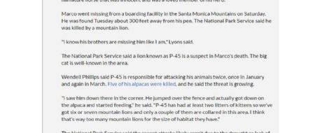 MINI HORSE KILLED AS MOUNTAIN LION ATTACKS RISE IN SANTA MONICA MOUNTAINS AREA