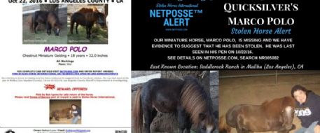 Miniature Horse Stolen From Secure Pen In Malibu