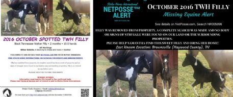 PRESS RELEASE - MISSING EQUINE - October Spotted TWH Filly - Tennessee