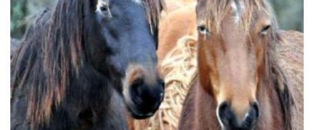 Two Rare Marsh Tacky Horses Missing/Stolen from SC Need Your Help