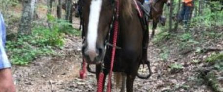 HORSE MISSING IN CHEROKEE NATIONAL FOREST