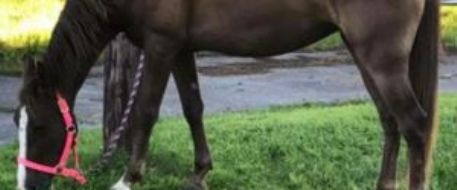 Tennessee Walking Horse lost in Cherokee National Forest