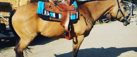 Missing Horse -  Search For Buckskin Mare