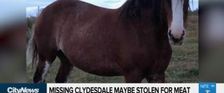 City News Story - Missing Clydesdale Maybe Stolen For Meat Video