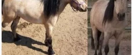 The Press-Enterprise  Miniature horse stolen from Nuevo home is found
