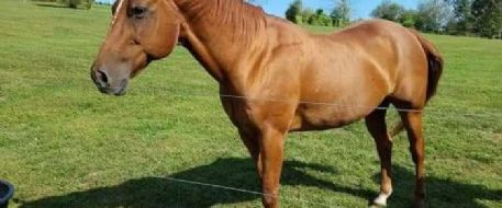 Owner offering reward for person who shot and killed his horse Romeo