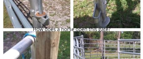 Three Hendry County, FL Horses Hit By Car