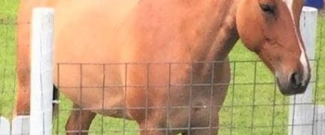 Quarter Horse Slaughtered in Summerfield, Florida