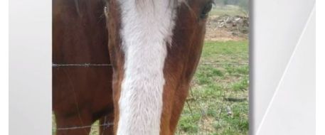HORSE ATTACK - 3 horse attacks in Greenville, Spartanburg counties