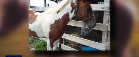 HORSE ATTACK - Three horses mutilated in Pearland West Harris Co TX
