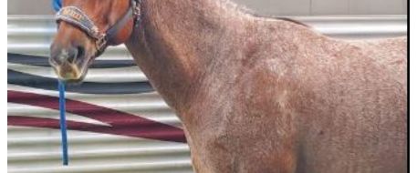 HORSE ATTACK - Golden Gate Estate Horse Butchering in FL