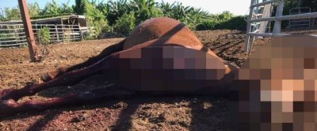 Horse died in agony after being stabbed by abusers 